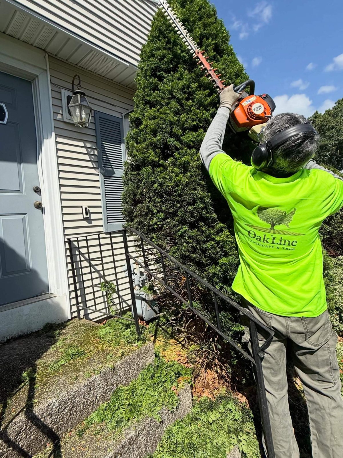 Crew member in a bright OakLine shirt trimming a tall yew with a hedge trimmer