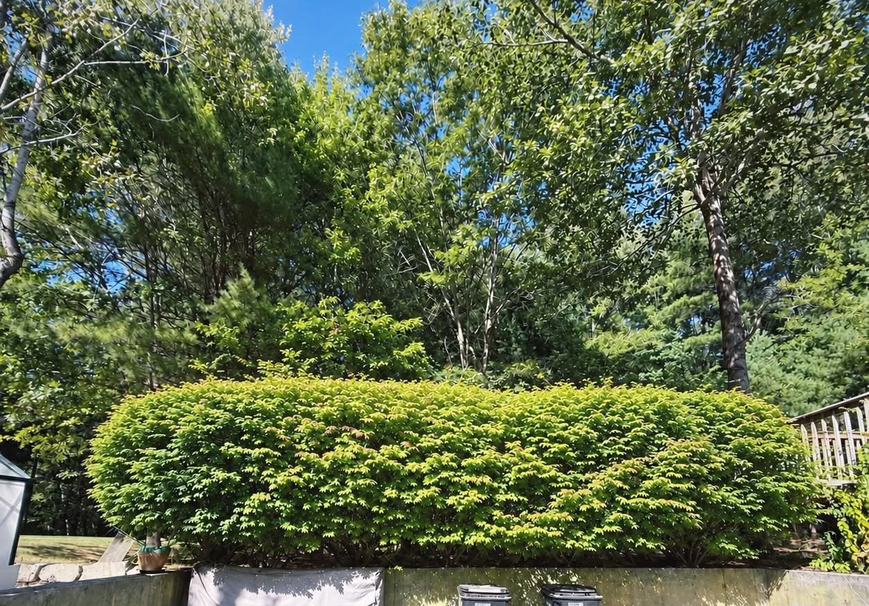 Long hedge trimmed flat and clean