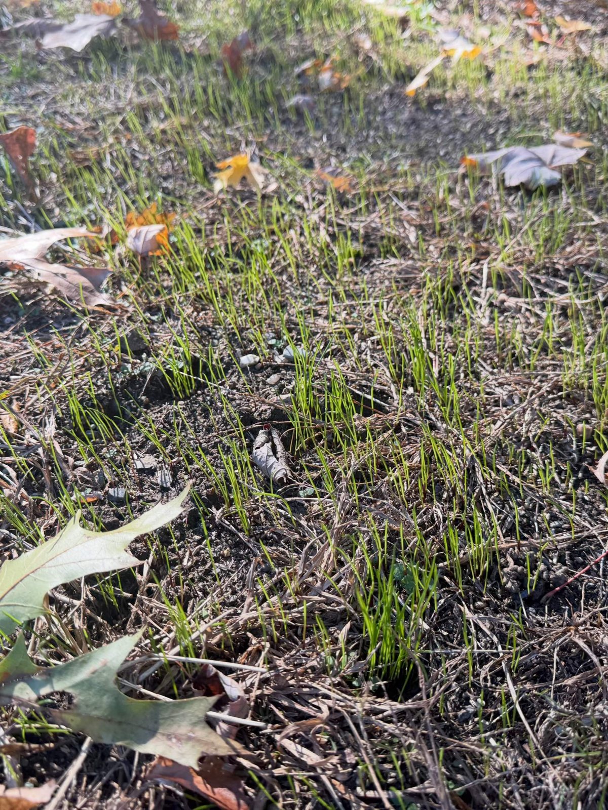 New grass seedlings sprouting through the soil